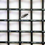 �]���̃��b�V��