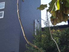 �ډB�����[�o�[