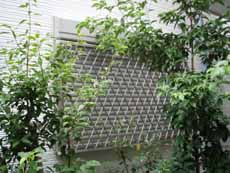 �q�V�N���X�ʊi�q