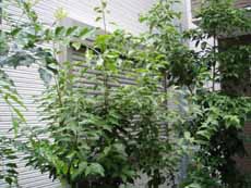 �q�V�N���X�ʊi�q